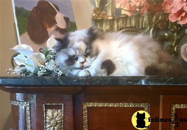HOLLYWOOD HIMALAYANS Picture 3